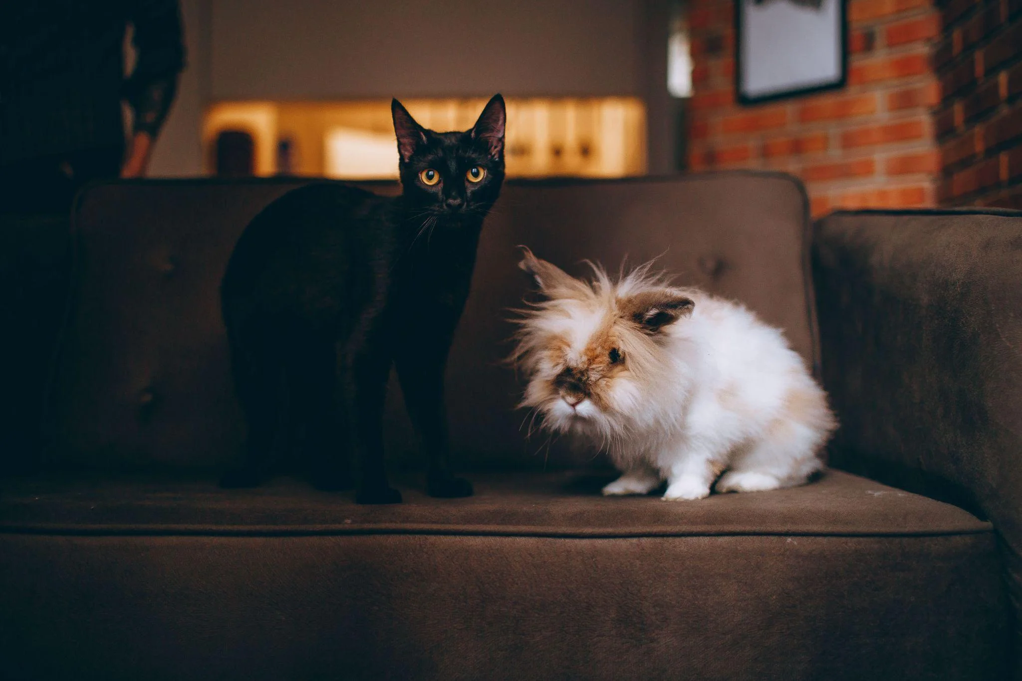 Picture of a black cat and a fluffy cat on a couch
